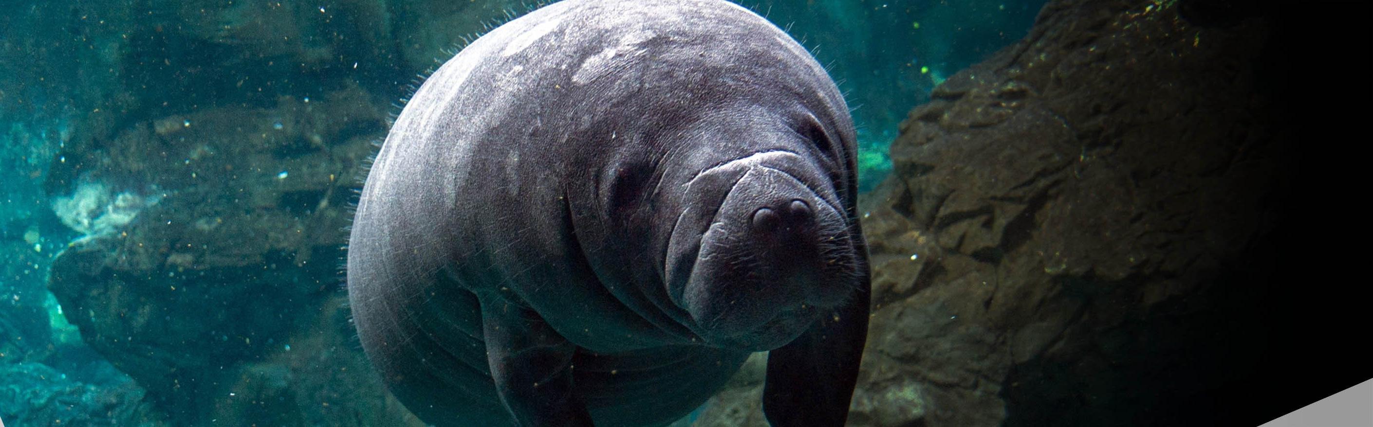 Manatee Viewing Center